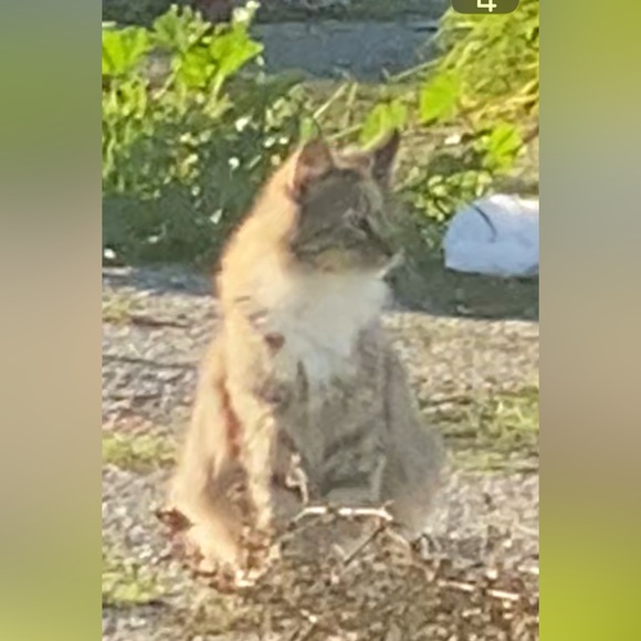 💕TRADE💕 - Picture 4 of 13